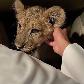Telegram profile photo for لـــ ♪"𝐤𝐚𝐢𝐚𝐧