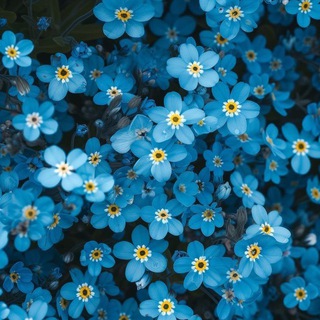 Telegram profile photo for عَن رۆحٍ آلشَهيد مُهَنَد 🩵