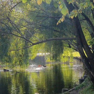 Telegram profile photo for Жизнь беЗценна🌳