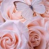 Telegram profile photo for آموزش زبان انگلیسی