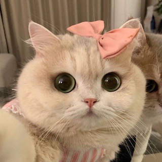 Telegram profile photo for Говорит Китти
