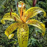 Telegram profile photo for آبیاری هوشمند گلدانها در ملایر
