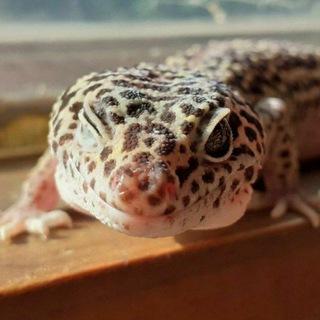 Telegram profile photo for Spot The Mini Monitor