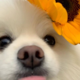 Telegram profile photo for Sunrise