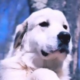 Telegram profile photo for Pnut's Dog