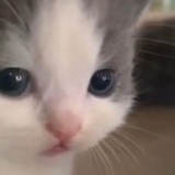 Telegram profile photo for Пушкин вещает👰🏿♂️