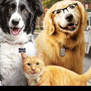 Telegram profile photo for MASCOTAS ANIMALES MMS CDS DMSO Y +