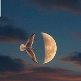 Telegram profile photo for قَبَسْ!