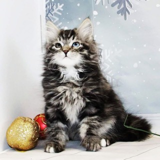 Telegram profile photo for Siberian cattery Great Joy