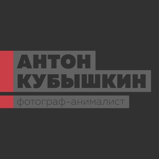 Telegram profile photo for Антон Кубышкин