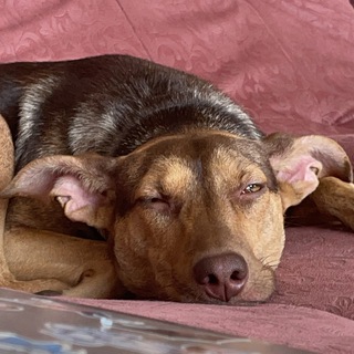 Telegram profile photo for Саша радость наша