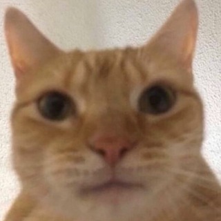 Telegram profile photo for cat