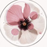 Telegram profile photo for ice archive