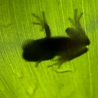 Telegram profile photo for SALVEMOS A LOS ANFIBIOS! en Buenos Aires 🐸