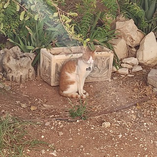 Telegram profile photo for חתולים צריכים לאכול אוכל של כלבים אבל בערב
