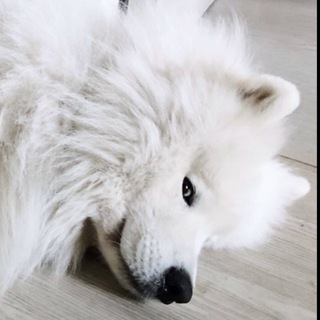 Telegram profile photo for Лев Семенович каждый день