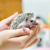 Telegram profile photo for Kharposht | خارپشت 🦔
