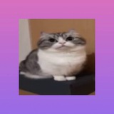 Telegram profile photo for Лайнир топ крч