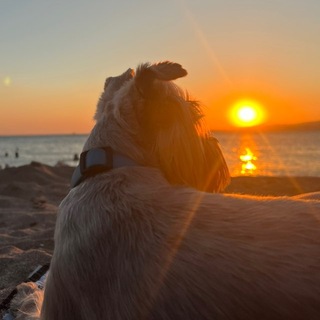 Telegram profile photo for Удивительный мир Эйвана