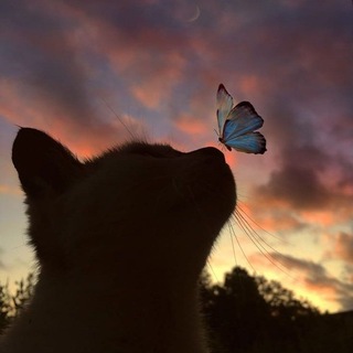 Telegram profile photo for وَأَل۫حِق۫نِي بِالصَّالِحِينَ🦋🤍