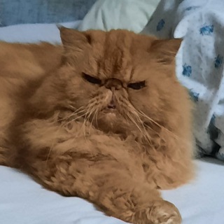 Telegram profile photo for MyLiWo