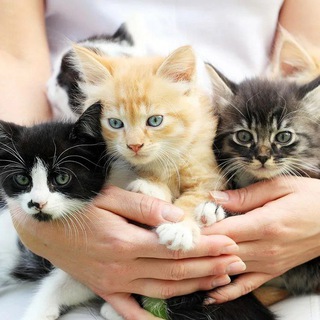 Telegram profile photo for КОТЯТА😽😽😽ТОЛЬКО В ДОБРЫЕ РУКИ! НАВОИ!