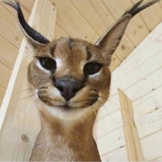 Telegram profile photo for kot.eth