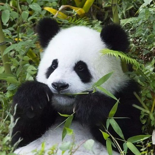 Telegram profile photo for پاندا | گربه | کلیپ پاندا | کلیپگربه | عکس پاندا | سکس حیوانات | پیشی | Panda | عروس هلندی | فیلم حیوانات