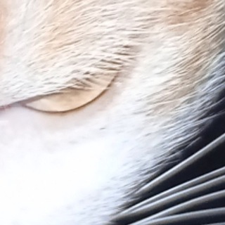 Telegram profile photo for CryptoManDiscussion