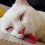 Telegram profile photo for Manul | ПЕРЕХОДНИК ⚡️