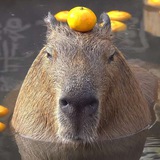 Telegram profile photo for Капибары на каждый день