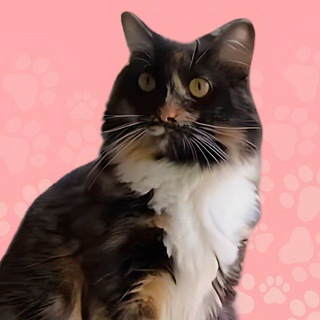 Telegram profile photo for pnutssistercto