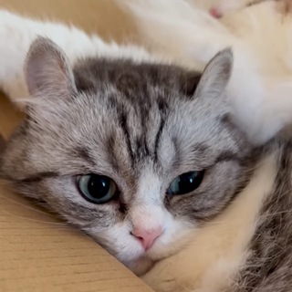 Telegram profile photo for π Komaru Cards