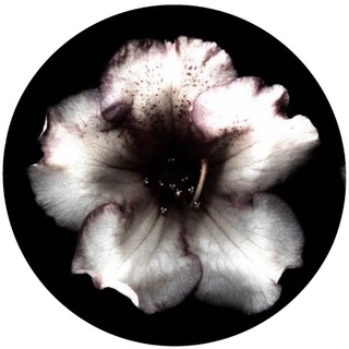 Telegram profile photo for 𝒜𝑟𝑐ℎ𝑖𝑣𝑖𝑜 ℬ𝑟𝑢𝑠𝑐ℎ𝑒𝑙𝑙𝑢𝑠𝑜 ⫶ 🪞⛓️
