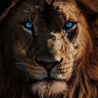 Telegram profile photo for Piko package