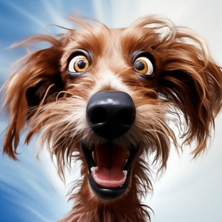 Telegram profile photo for Ваши смешные собаки 🐶🐩🦮
