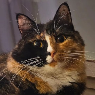 Telegram profile photo for Спрл