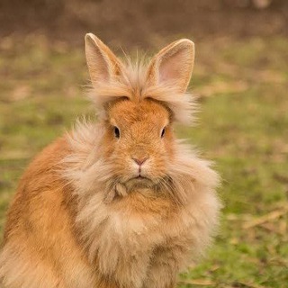 Telegram profile photo for Eth Rabbits ጥንቸል