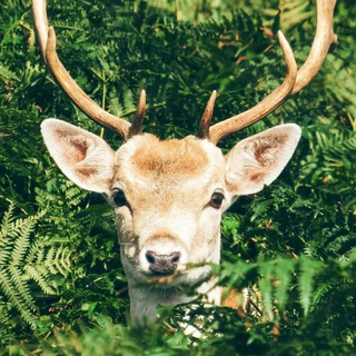 Telegram profile photo for 大雕今天更新了什么