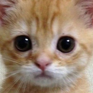Telegram profile photo for Сикрет мемчики ❤️
