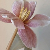 Telegram profile photo for white flower