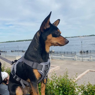 Telegram profile photo for Бонька🦮🐶