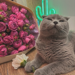 Telegram profile photo for S A B I L Y A
