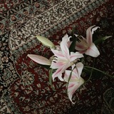 Telegram profile photo for أجر
