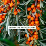 Telegram profile photo for Здоровье из Сибири 🌿🌲