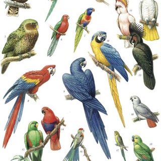 Telegram profile photo for Попугаи Pappagalli Parrots Papoušci