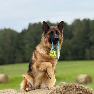 Telegram profile photo for Ꭰжᴇннᴀ lᴏvsᴛᴏᴩ