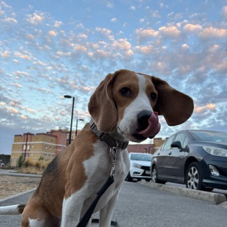 Telegram profile photo for Бигбуль Томми 🤪