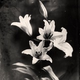 Telegram profile photo for The Quiet-Blood Waltz