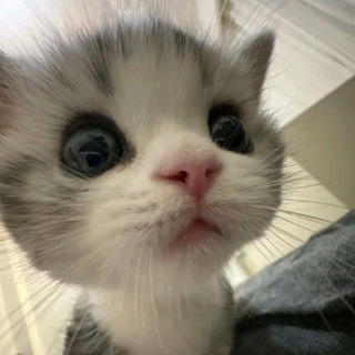Telegram profile photo for Myrtle